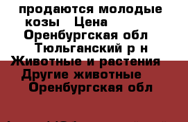 продаются молодые козы › Цена ­ 5 000 - Оренбургская обл., Тюльганский р-н Животные и растения » Другие животные   . Оренбургская обл.